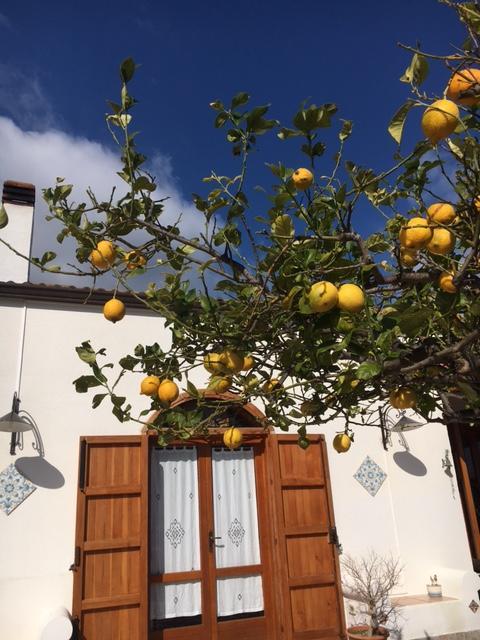 Uliveto House Bed & Breakfast Castellammare del Golfo Ngoại thất bức ảnh